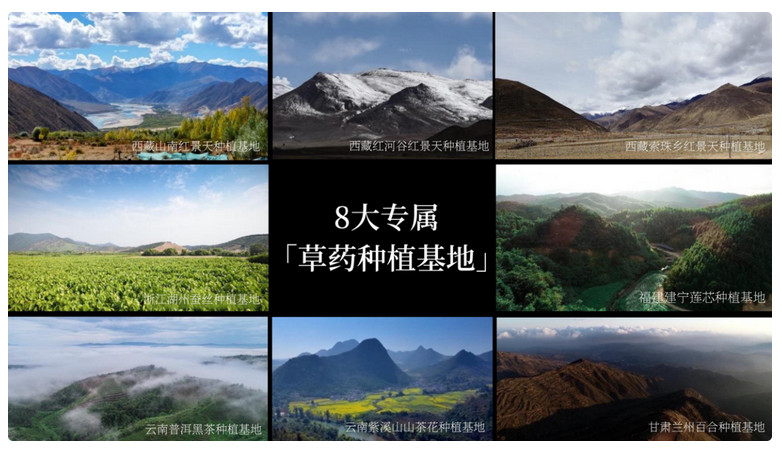 红景天
